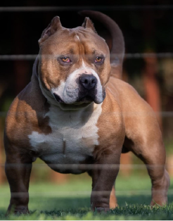 Muscletones Sammy The Bull
